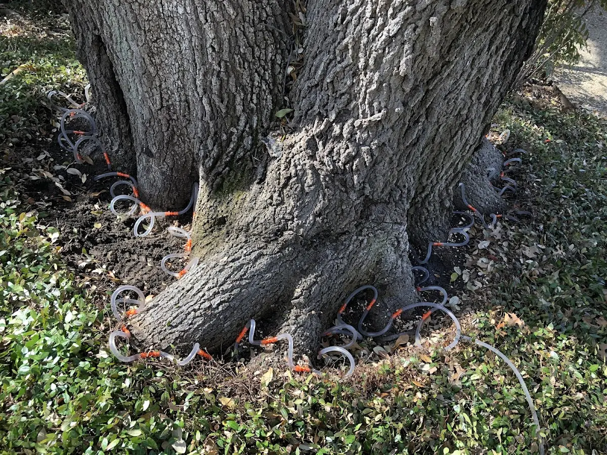 Detailed Shrub and Hedge Trimming job site in Grandfalls